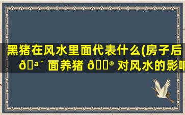 黑猪在风水里面代表什么(房子后 🪴 面养猪 💮 对风水的影响)